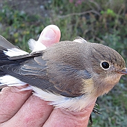 Mindre flugsnappare, Sundre 20120829